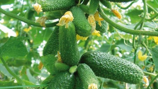 Dieta cu castraveţi: slăbeşti 7 kilograme în 7 zile