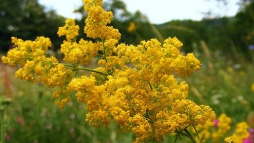 Ritualuri practicate de Sânziene! Florile cu proprietăți medicinale incredibile pe care TREBUIE să le culegi astăzi