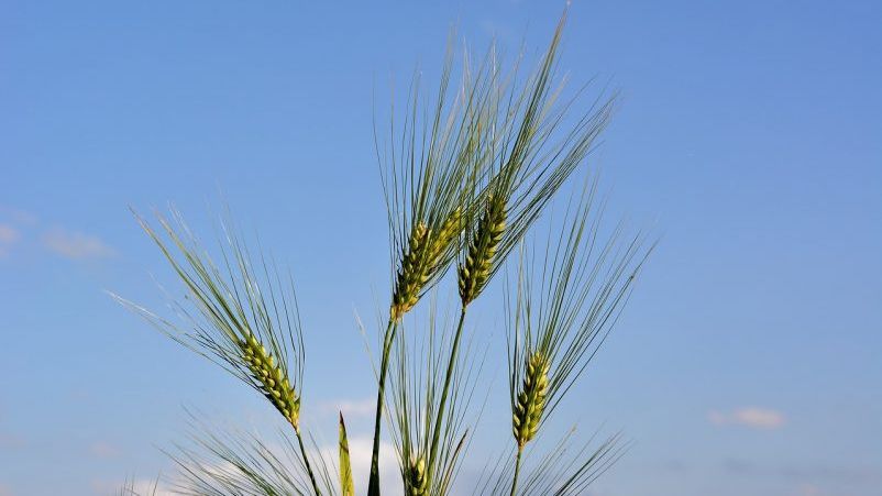 România, printre performerele Europei la 6 culturi vegetale, în 2018. Începe competiția pentru 2019