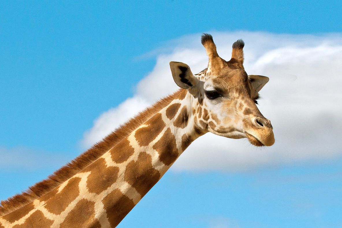 Pericol în lumea animalelor: girafa este pe cale de dispariție