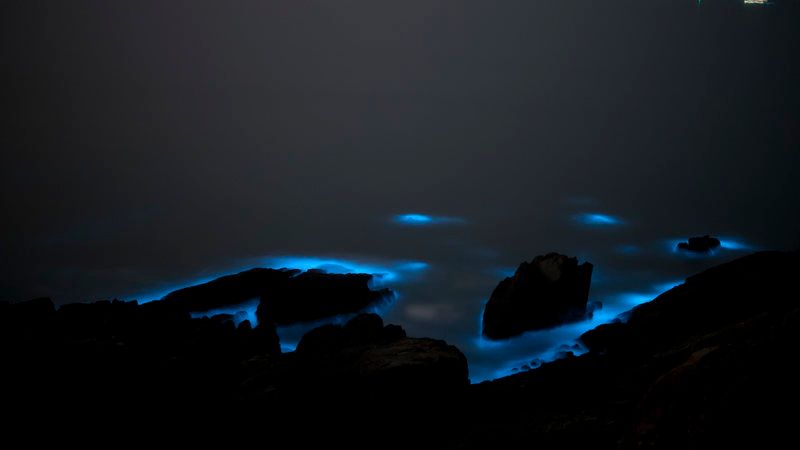 Lacrimile albastre din mare! Ce sunt și de ce sunt toxice? 