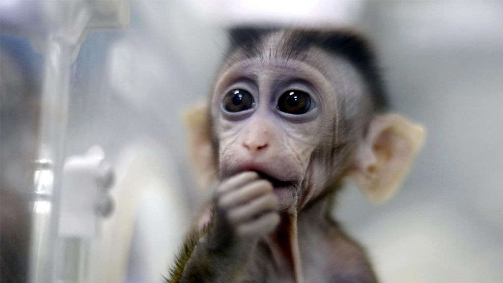 Experiment: ce a rezultat din încrucișarea oamenilor cu maimuțele