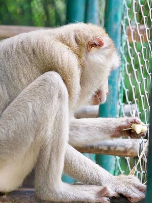 Polițiștii au găsit proprietarii maimuței rătăcite, alte două maimuțe și o cămilă