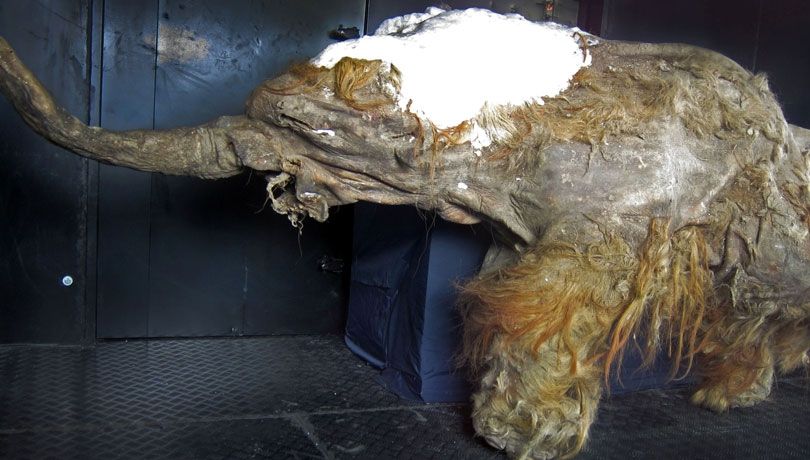 Mamutul readus la viață după aproape 30.000 de ani