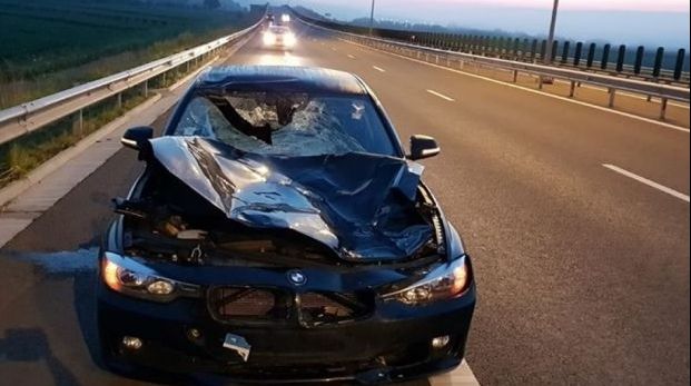 Maşină făcută praf, după ce a intrat într-un cerb