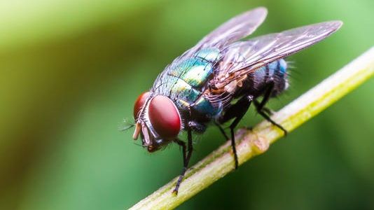 Roboții conștienți cu creier de insectă ar putea deveni realitate