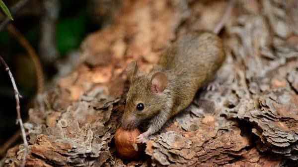 Cât de tare ne asemănăm cu șobolanii și la ce