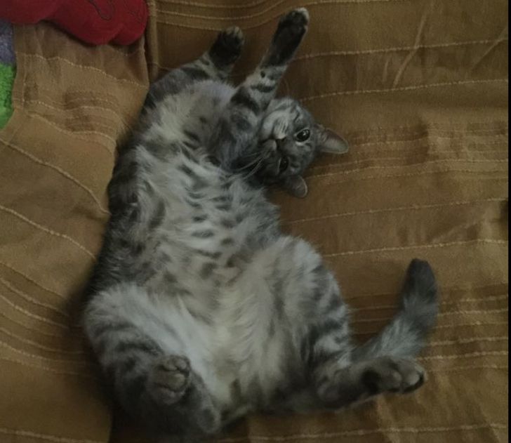 Ce înseamnă când visezi pisici?