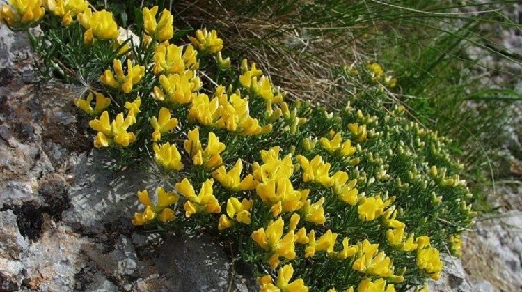 Urbanizarea și efectele asupra mediului: efectele sunt dezastruoase