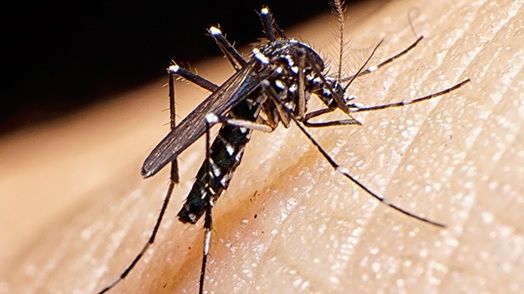 Salvare pentru vară: poți să „dresezi" țânțarii să nu te atace