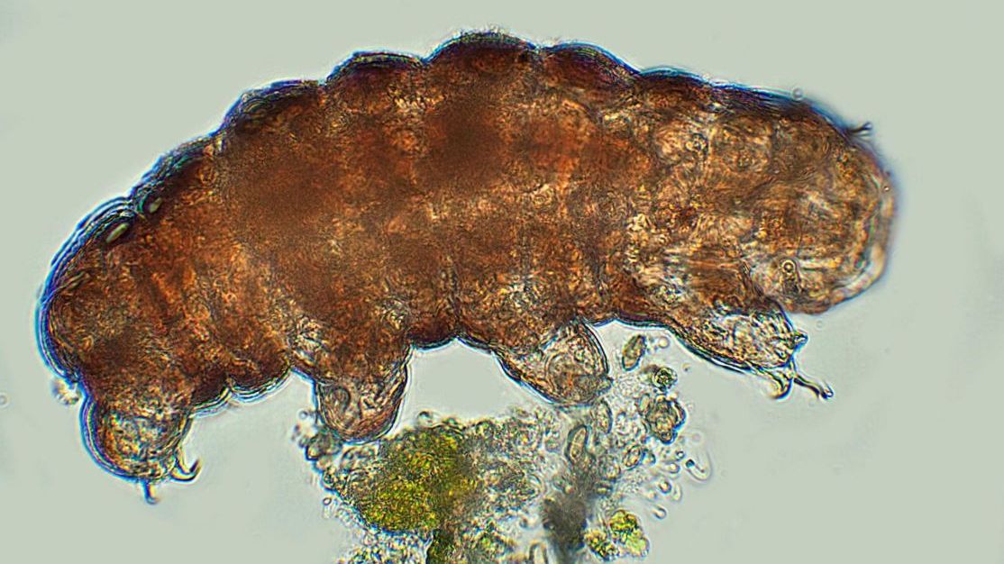 Care e explicația specialiștilor pentru singurele animale aproape indestructibile de pe Pământ