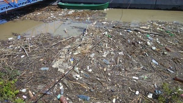 Imagini incredibile la Galați. Dunărea plină de gunoaie și animale moarte, în urma viiturii
