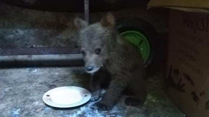 Un grup de turiști a dat alerta! Ursuleț salvat din apele învolburate