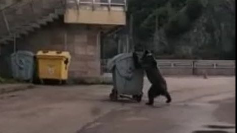 Imagini incredibile pe Transfăgărăşan! Ce a făcut un urs cu un tomberon? (VIDEO)