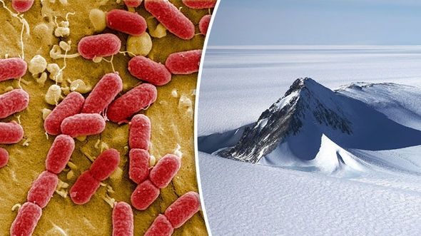 Locul surprinzător unde cercetătorii au descoperit viață