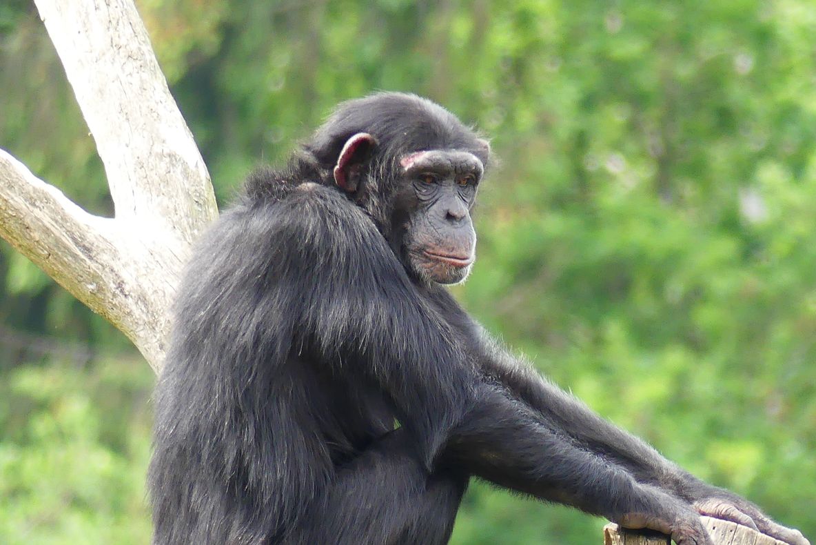 Maimuțele au învățat să se descurce la un joc la care doar oamenii se pricepeau