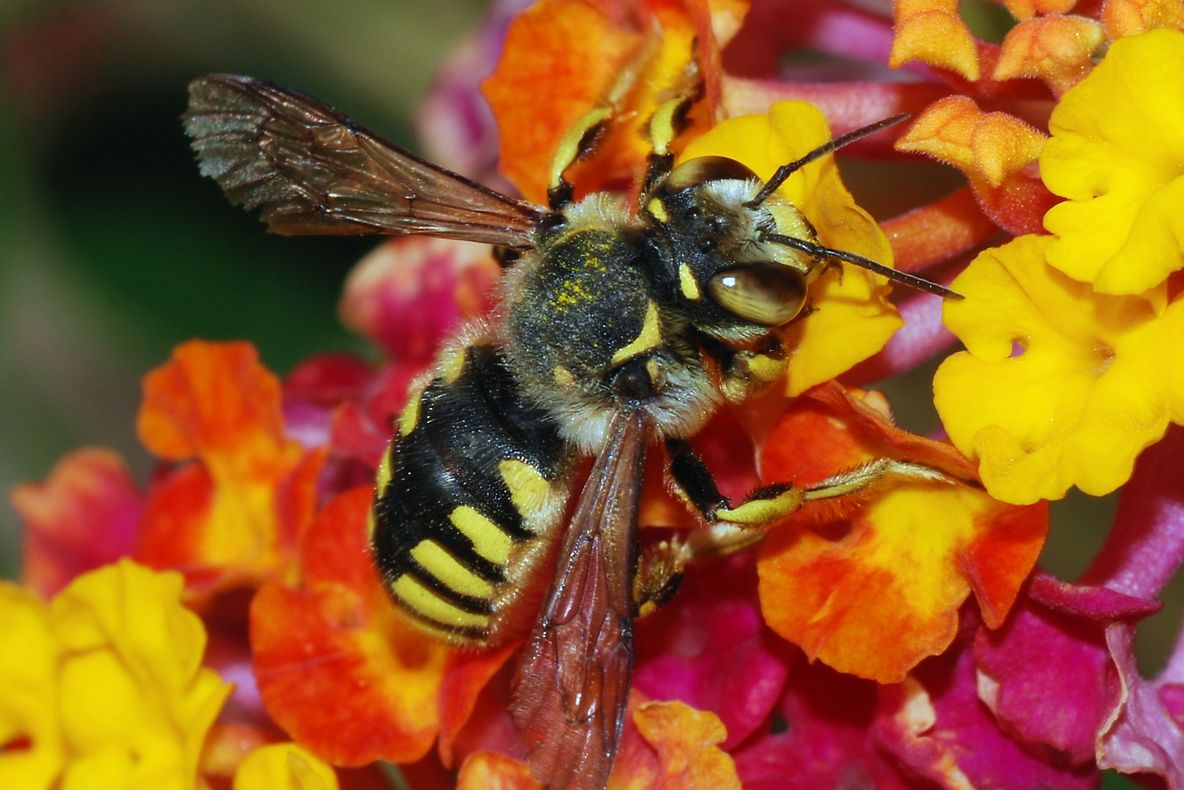 Coloniile de albine sunt asemănătoare cu neuronii creierului uman