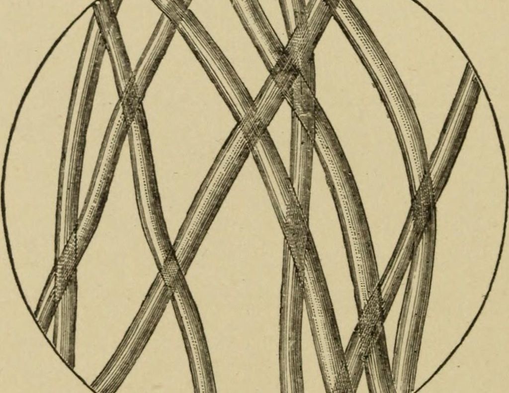 Viermii preistorici readuși la viață ne-ar ajuta să fim nemuritori (cumva)