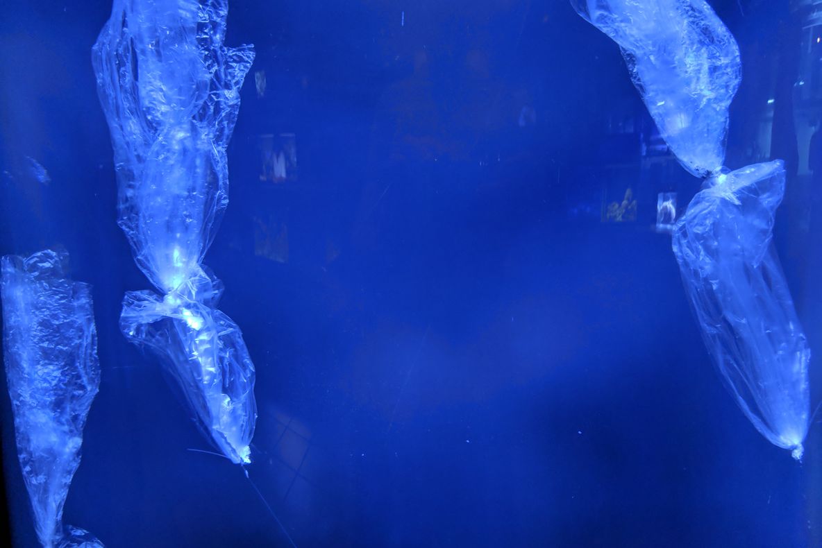 Punga de plastic care a ajuns acolo unde nu se aștepta nimeni