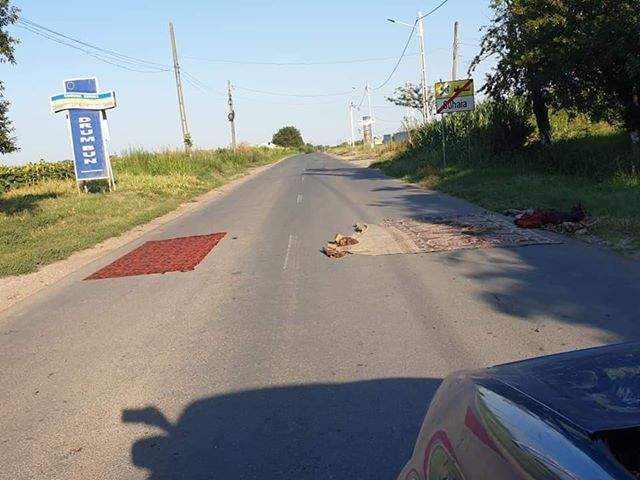 În Teleorman, pesta porcină este combătută prin metoda „modernă” a covorului întins pe șosea