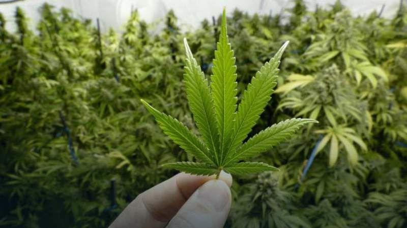 Inedit! Cultură de canabis descoperită de poliție în beciul casei