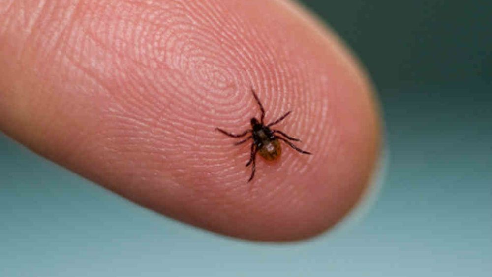 Cercetătorii au descoperit un efect neașteptat al mușcăturii de căpușă: provoacă alergie la carne
