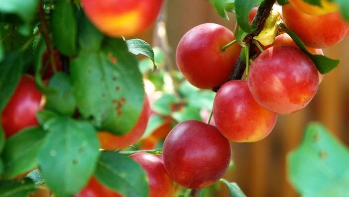 Efectele uimitoare ale corcoduşelor pentru sănătate. Cum trebuie să le consumăm