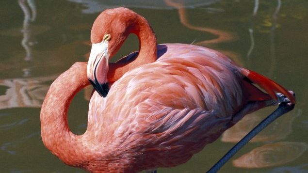 Explicația științifică despre păsările flamingo: de ce stau într-un picior
