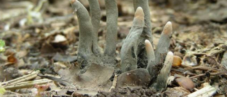 Mâna mortului. Dacă vedeți așa ceva în pădure, părăsiți locul imediat! Nu stați pe gânduri