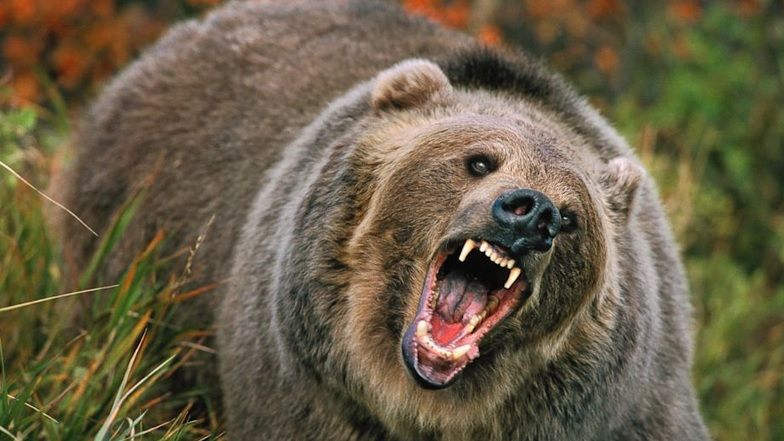 Mamă și fiică, ucise de urs. Rezultatul autopsiei a șocat și mai rău: de ce le-a atacat bestia 