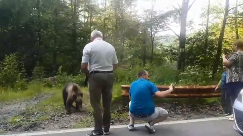 Prefectul Dragnea vrea garduri electrice împotriva urșilor