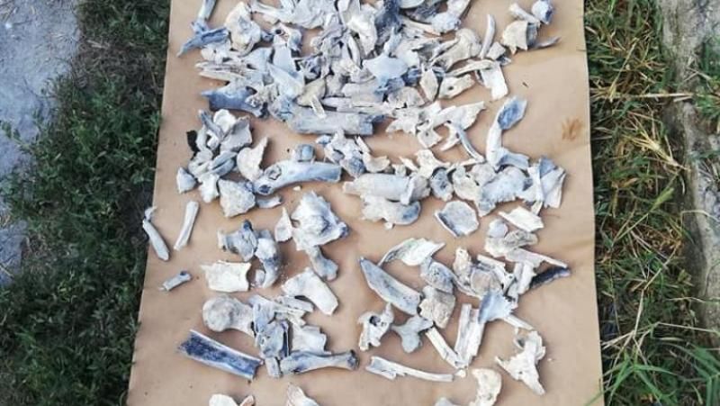 Rezultatul analizelor antropologice: Oasele din curtea  lui Dincă sunt ale unei fete de 12- 17 ani