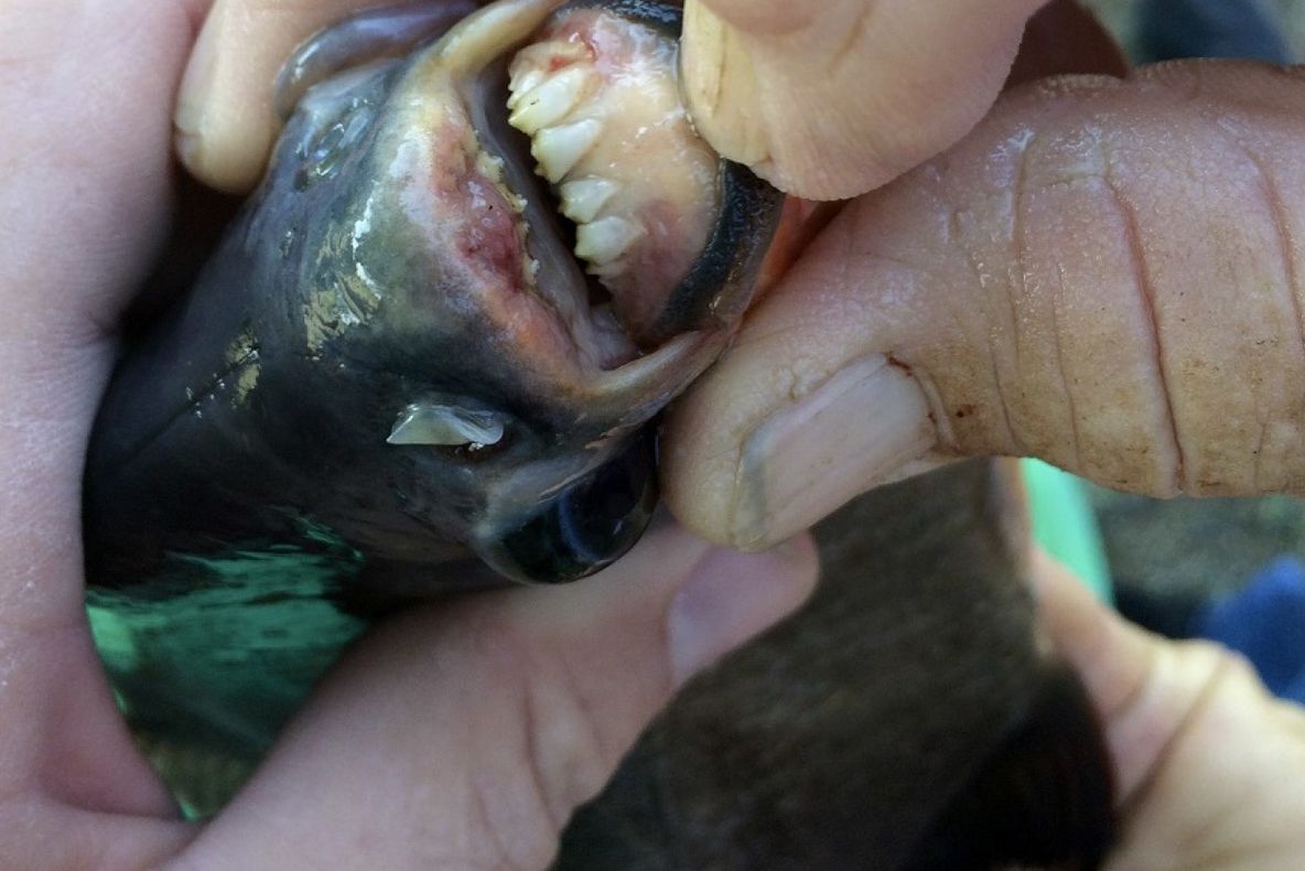 Misterul "peştelui Piranha" pescuit în Maramureş, spulberat. Ce monstru era, de fapt, în apă