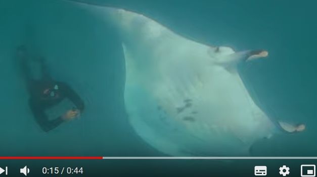 Emoționant. O pisică de mare le cere ajutor oamenilor VIDEO 