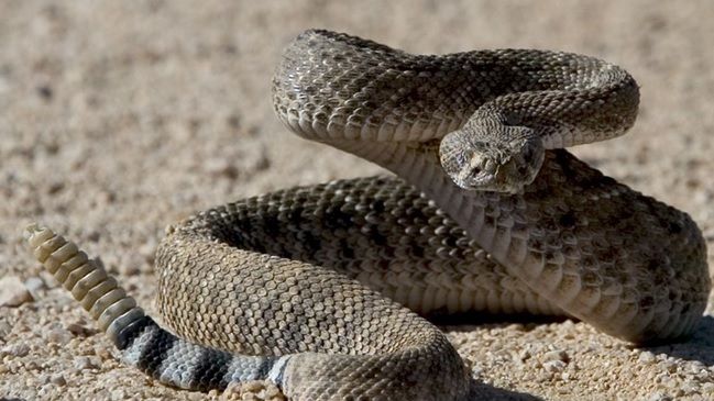 Au tăiat coada unui şarpe cu clopoţei, dar au înghețat când au văzut ce era înăuntru! Înfiorător!