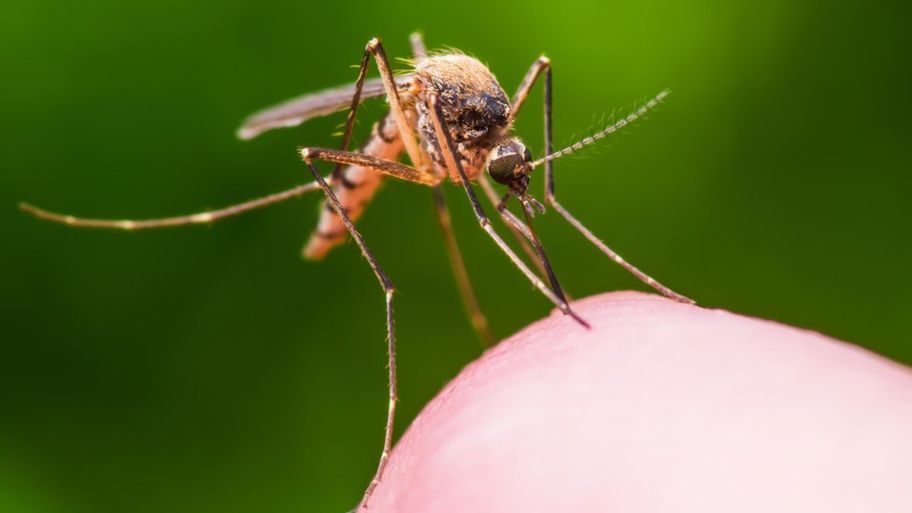 Virusul West Nile face noi victime: doi morți și peste 20 de oameni în spital, în Spania