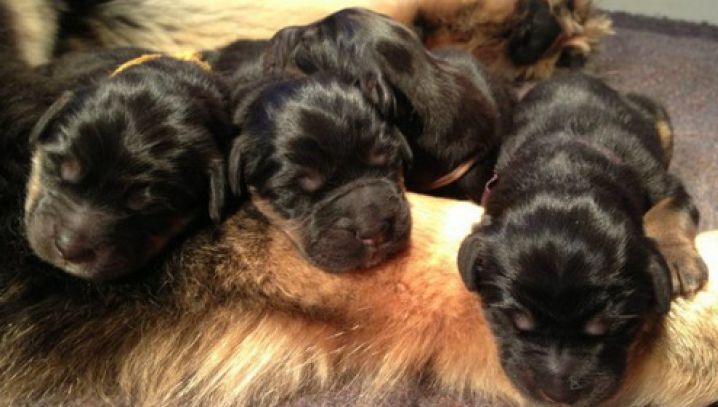 Doi ani, femeia a crezut că are câine. A amuțit când a aflat ce bestie crescuse, de fapt, în casă