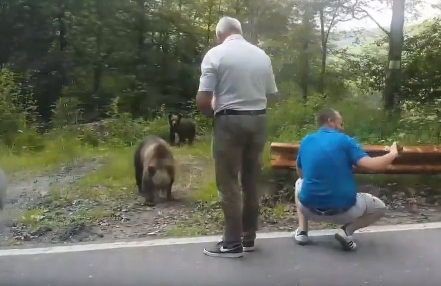 Proiect. Amendă pentru cetățenii care hrănesc ilegal urșii