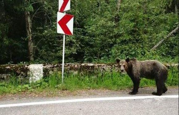Inconştienţă fără limite, fetiţă încurajată şi filmată când hrănea un urs (VIDEO)