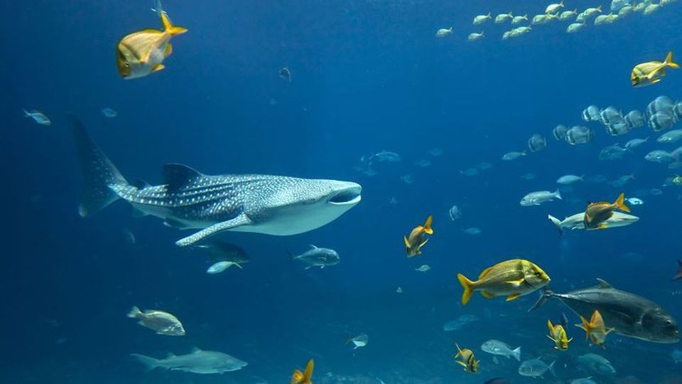 Cataclismul care a distrus mai bine de o treime din viața marină