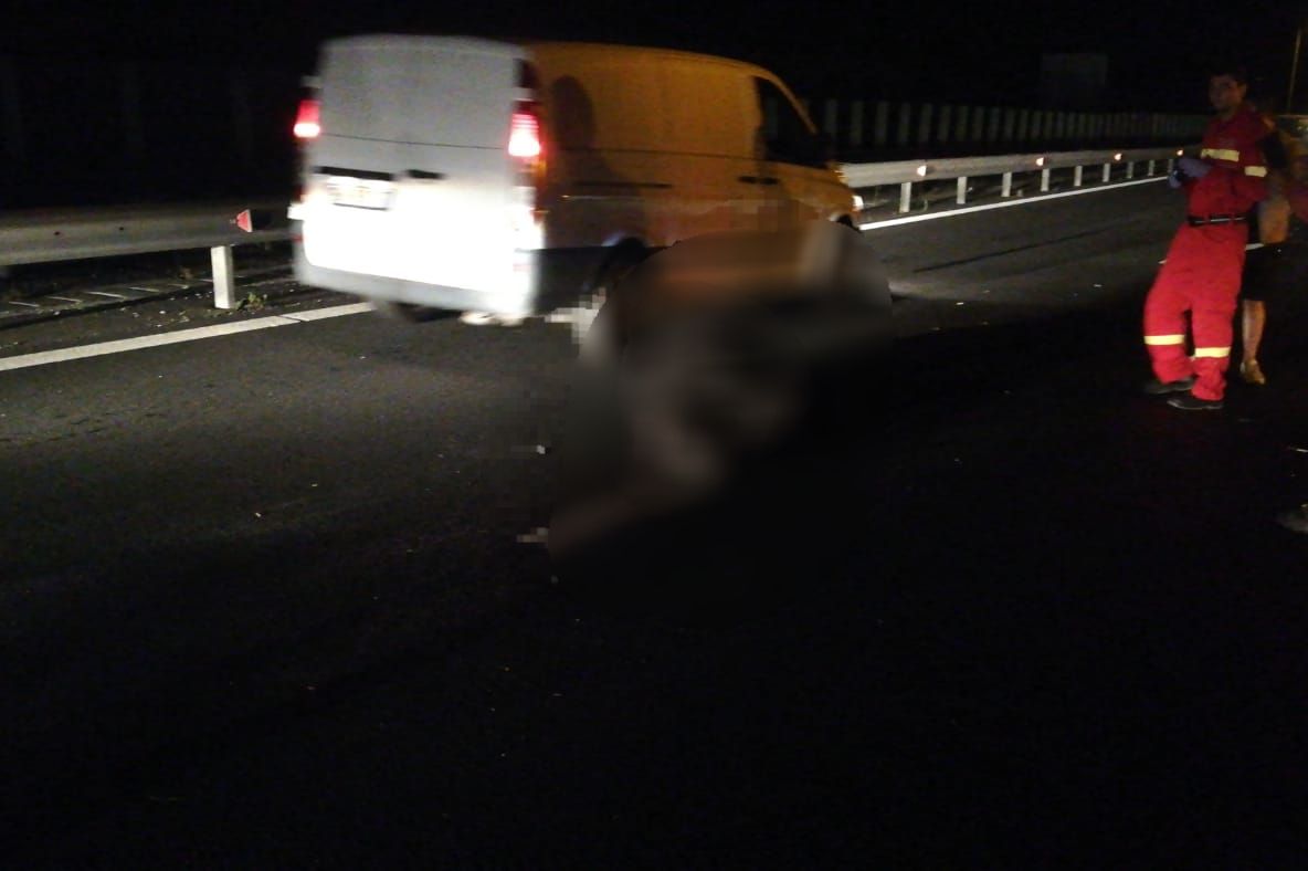 Accident pe Autostrada A1: 4 maşini au lovit un urs. 2 copii primesc îngrijiri medicale