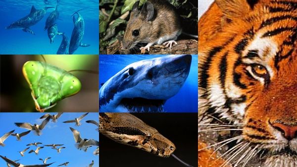 Bilanț catastrofal al ultimei jumătăți de secol: câte viețuitoare au dispărut de pe Pământ