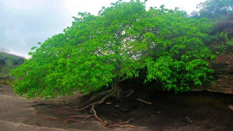 Copacul care a dobândit titlul de cel mai toxic arbore din lume