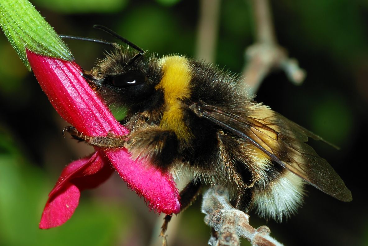 Insectele care sunt capabile să învețe să joace fotbal