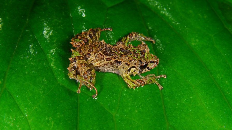 Acest animal își poate schimba forma aproape ca în filmele SF