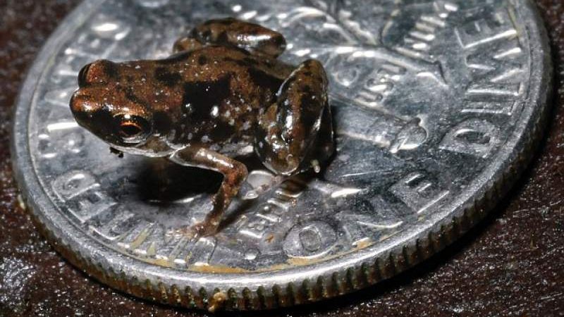 Animalele cât o monedă sunt cea mai spectaculoasă descoperire a oamenilor de știință
