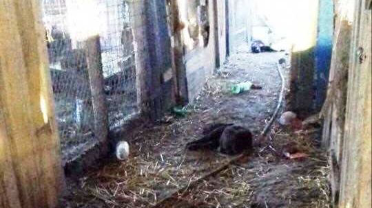 CUTREMURĂTOR. Zeci de câini chinuiţi, ucişi şi arşi, la un adăpost din judeţul Olt