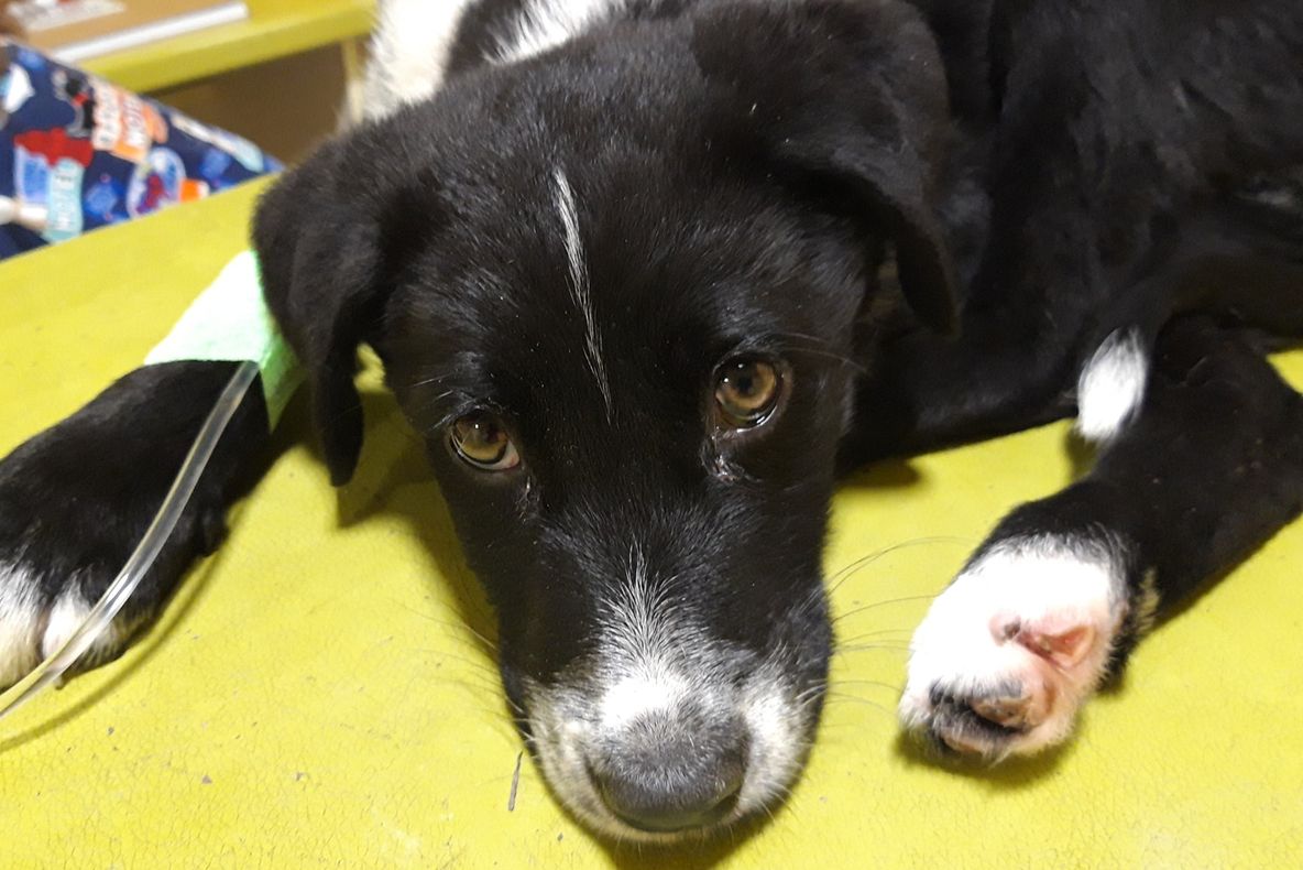 Cruzime fără margini: Un cățel a fost târât după o mașină și, după aceea, aruncat într-un tomberon