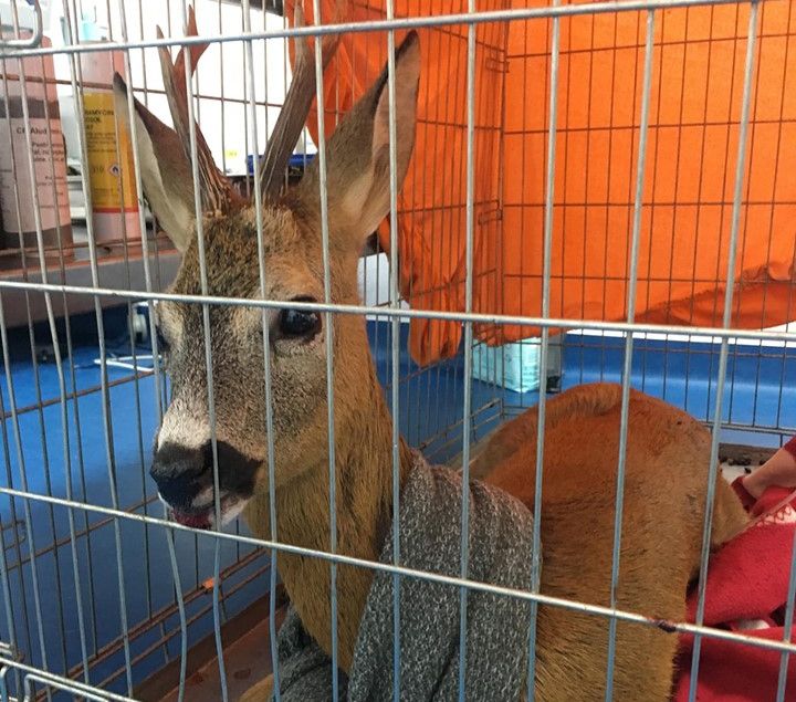 Postarea revoltătoare a unei tinere, care arată câte piedici poți întâmpina ca să salvezi o viață