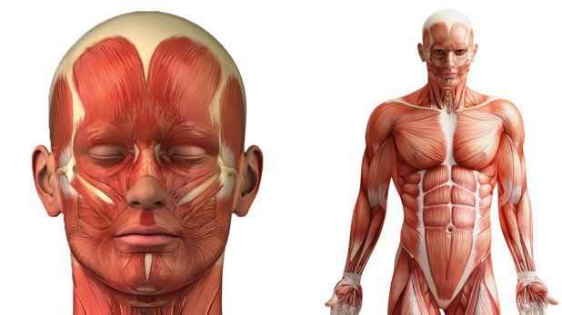 Unul dintre marile mituri despre corpul oamenilor e, în sfârșit, demontat de specialiști